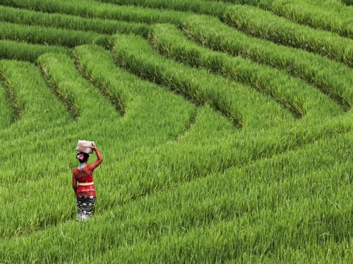 The Amazing JATILUWIH RICE TERRACES: Beauty and Bali’s Local Genius