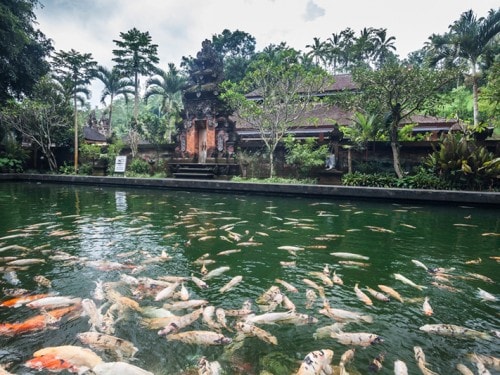 발리의 신성한 정화의 샘, 띠르따 음뿔(TIRTA EMPUL)의 온천