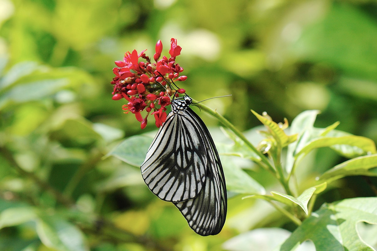 A beautiful butterfly on a flower at Kemenuh Butterfly Park