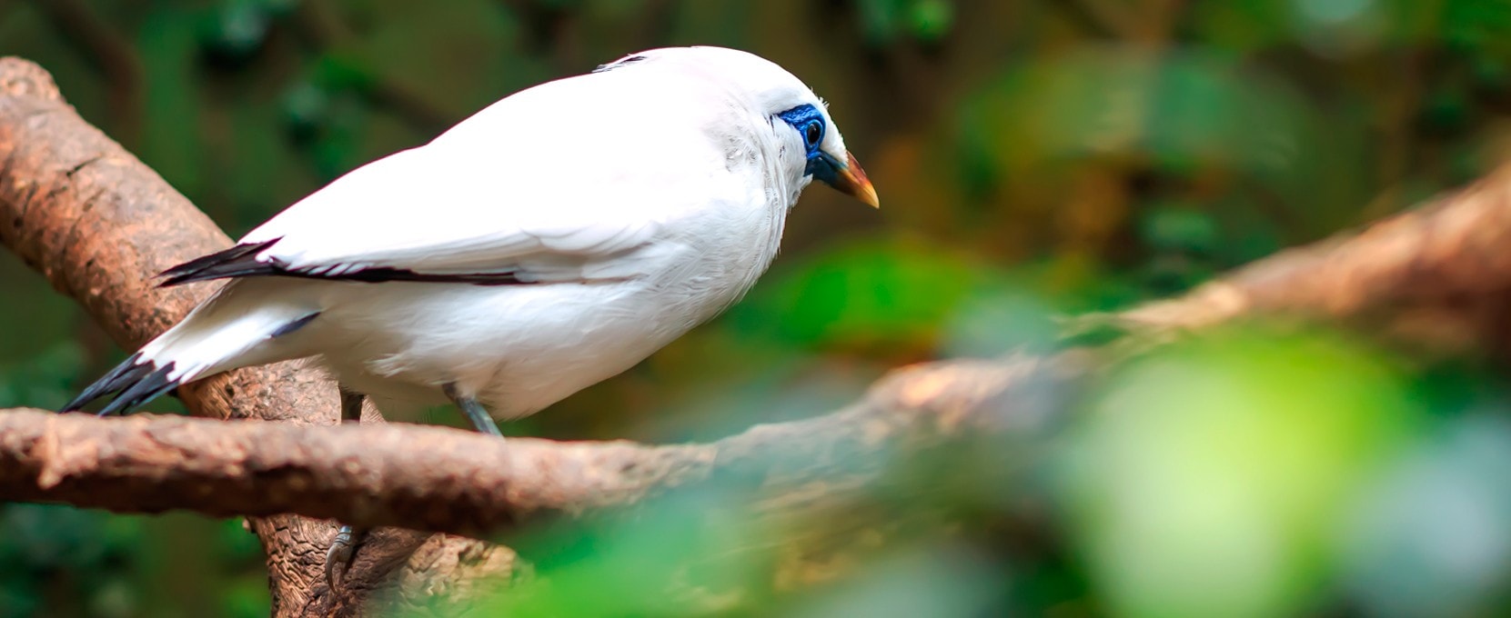 حديقة بالي الغربية الوطنية