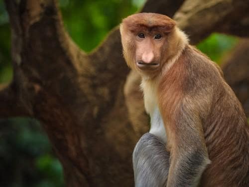 苏拉维加亚航空开通广州到打拉根的航线，而苏西航空开通麻拉杜阿岛的航线